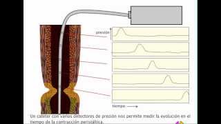 Fisiología digestiva Peristaltismo [upl. by Celine637]