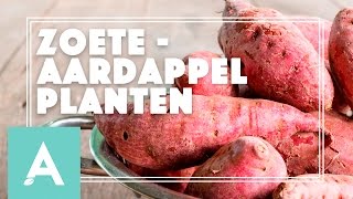 Zoete aardappel planten  Grow Cook Eat 21 [upl. by Ebocaj]