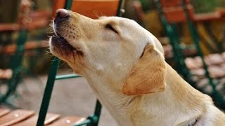 LABRADOR BARKING  LABRADOR HOWLING AND BARKING COMPILATION 2016 [upl. by Ameyn515]