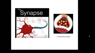 BTEC Applied Science Unit 1 Biology Synapses [upl. by Trabue687]