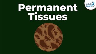 What are Permanent Tissues  Dont Memorise [upl. by Eixid421]