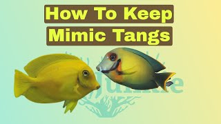 How To Care For Chocolate Mimic Tangs Surgeonfish [upl. by Yeroc]