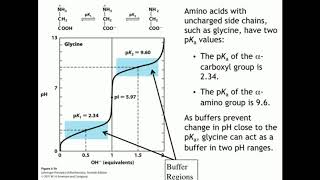 pH Effects on Amino Acid Structures [upl. by Eiwoh]