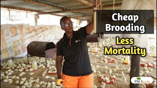 Cheap and Easy Brooding Broiler Chicken Without Mortality [upl. by Alfonzo]