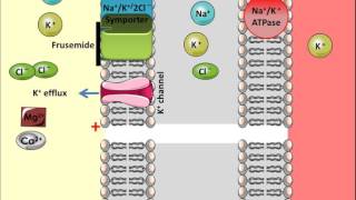 Frusemide  Mechanism of Action [upl. by Nauqes]