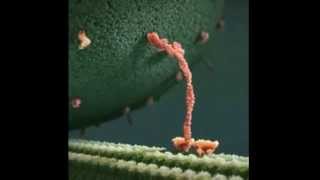 Kinesin protein takes a walk on a microtubule [upl. by Liscomb]