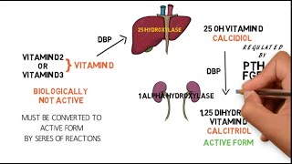 VITAMIN D METABOLISM [upl. by Nalyac792]