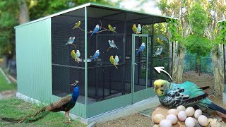 Amazing Parakeet Aviary Breeding  Our parakeets have laid eggs Guide to Breeding Parakeets [upl. by Norihs827]