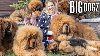 Tibetan Mastiffs  The 200lbs Bear Dogs  BIG DOGZ [upl. by Eedrahs]