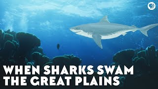 When Sharks Swam the Great Plains [upl. by Adnahsed]