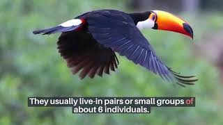 Fun and Interesting Fact about Toucans [upl. by Viola]