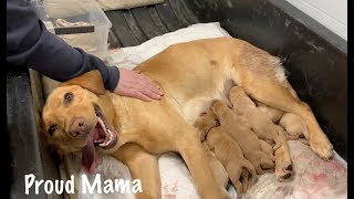 Puppies Being Born Natural Birth Highlights from Our Dogs First Litter [upl. by Ahmed]