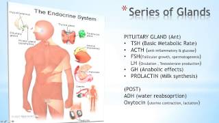 Introduction To The Endocrine System [upl. by Hoo]