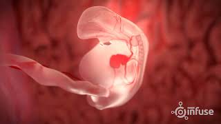 Fetal Development 3D Animation  Infuse Medical [upl. by Belldame]