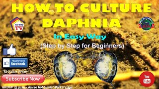 HOW TO CULTURE DAPHNIA In Easy Way [upl. by Ayeki]