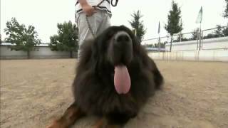 Dogs 101  Tibetan Mastiff [upl. by Aninnaig]