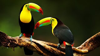 10 Most Beautiful Toucans In The World [upl. by Prent]