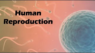 Human Reproduction [upl. by Riamu246]