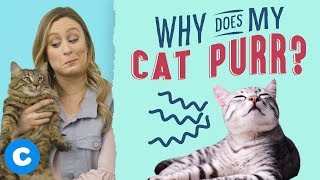 Why Does My Cat Purr  Chewy [upl. by Enived53]