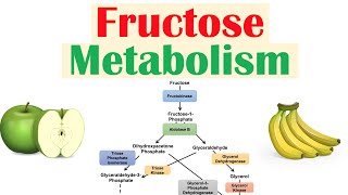 Fructose Metabolism Absorption Fructolysis Regulation and Role in Obesity [upl. by Jorge]