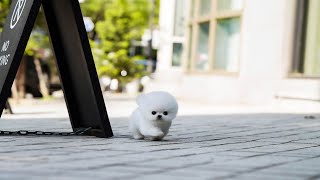 teacup white pomeranian [upl. by Acinomahs]