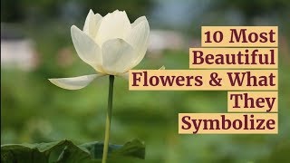 10 Most Beautiful Flowers amp What They Symbolize [upl. by Loferski915]