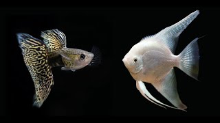 Can Guppies And Angel Fish be Kept Together🤔Explained Full Fish KEEPING tips [upl. by Yle]