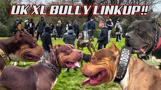 MASSIVE XL BULLY LINKUP STUD SEARCH [upl. by Tewfik]