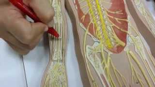 Parte 6 Nervo ulnar [upl. by Kaylil]