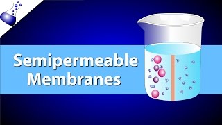 The Semipermeable Membrane [upl. by Aanas19]