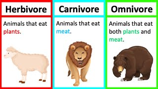 Herbivore Carnivore amp Omnivore  Types of animals  Whats the difference [upl. by Olenolin]