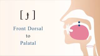 ɟ  voiced unaspirated front dorsal palatal stop [upl. by Marshall118]