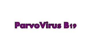 ParvoVirus B19  Characteristics Transmission Pathogenesis Laboratory diagnosis Treatment Prevention [upl. by Yelrehs]