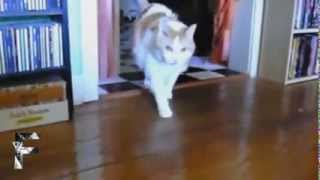 Compilation de Chats qui parlent [upl. by Larcher]