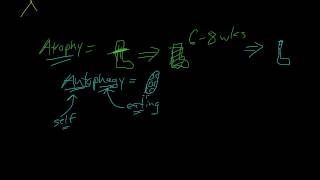 Science of Muscle Hypertrophy [upl. by Seiuqram178]