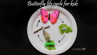 How to make 3D Butterfly life cycle for kids Metamorphosis science project STEM project [upl. by Tadd]