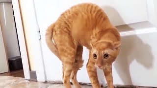 Funny Scaredy Cats Compilation  READ DESCRIPTION 👇🔥 [upl. by Enajaras]