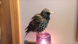 European Starling mimics words quotTalkingquot Starling [upl. by Desai]