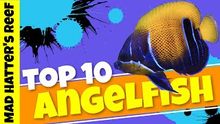 Top 10 Large Angelfish [upl. by Hestia]