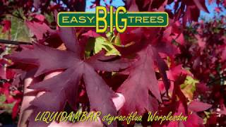 LIQUIDAMBAR styraciflua Worplesdon [upl. by Radman]