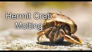 Hermit Crab Molting [upl. by Harima]