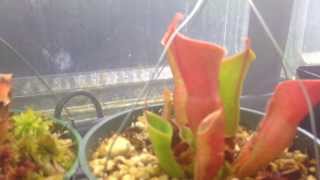 Carnivorous Plants Heliamphora Update Care and culture of Sun pitchers [upl. by Aicia]