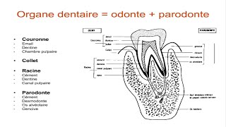 Anatomie dentaire [upl. by Mela]