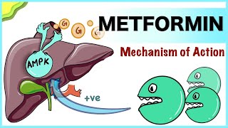 Metformin Mechanism of Action [upl. by Leal29]