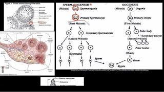 Grade 12 Life Sciences Human Reproduction Part 2 [upl. by Akinod272]