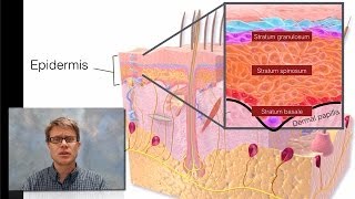 Integumentary System [upl. by Atiuqam]