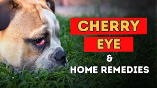 Cherry Eye In Dogs Natural Home Remedies [upl. by Enyahc21]