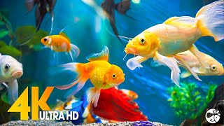 Colorful Tropical Fish Swimming [upl. by Eissak]