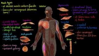 Muscle Types [upl. by Gonick]