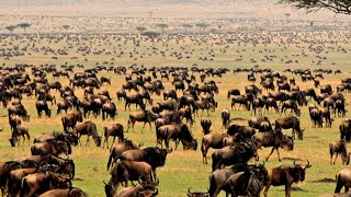 The Great Wildebeest Migration Lions and Crocs are Waiting  Nat Geo Documentary Full HD 1080p [upl. by Nali]